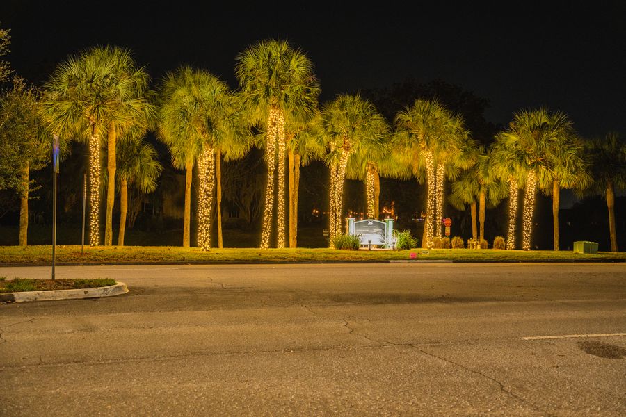 A row of palm trees wrapped in lights at a neighborhood entrance